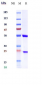 Anti-IL-6 / IFNb2 Reference Antibody (Medarex patent anti-IL-6)