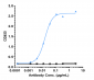 Anti-IL-6 / IFNb2 Reference Antibody (Medarex patent anti-IL-6)