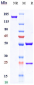 Anti-CXCL10 / IP-10 Reference Antibody (eldelumab)