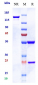 Anti-ERBB1 / EGFR / HER1 Reference Antibody (pimurutamab)
