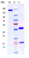 Anti-PDCD1 / PD-1 / CD279 Reference Antibody (tislelizumab)