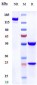 Anti-IL-1RL2 / IL-36R Reference Antibody (spesolimab)
