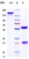 Anti-CCL5 / RANTES Reference Antibody (NI-0701)