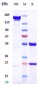 Anti-ERBB2 / HER2 / CD340 Reference Antibody (zanidatamab)