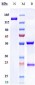 Anti-ANGPT2 Reference Antibody (zansecimab)