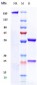 Anti-Tau Reference Antibody (zagotenemab)