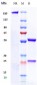 Anti-Tau Reference Antibody (zagotenemab)