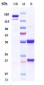 Anti-BST2 / CD317 Reference Antibody (XmAb 5592)