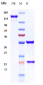 Anti-IL-1b Reference Antibody (gevokizumab)