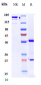 Anti-TNFSF2 / TNFa Reference Antibody (golimumab)
