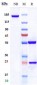 Anti-PDCD1 / PD-1 / CD279 Reference Antibody (dostarlimab)