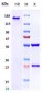Anti-ICOS / CD278 Reference Antibody (vopratelimab)