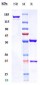 Anti-CD3 Reference Antibody (visilizumab)