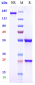 Anti-TNFSF13 / APRIL / CD256 Reference Antibody (sibeprenlimab)