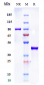 Anti-SLC2A8 Reference Antibody (VB1-050)