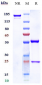 Anti-GM3 Reference Antibody (racotumomab)