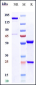 Anti-Integrin a4 / ITGA4 / CD49d Reference Antibody (natalizumab)