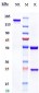 Anti-EpCAM / TROP1 / CD326 Reference Antibody (Tucotuzumab)