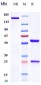 Anti-SOST / Sclerostin Reference Antibody (blosozumab)