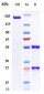 Anti-TIM-3 / HAVCR2 / CD366 Reference Antibody (cobolimab)
