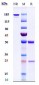 Anti-TNFSF2 / TNFa Reference Antibody (adalimumab)