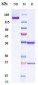 Anti-CD20 Reference Antibody (TRU-015)