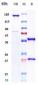 Anti-CD4 Reference Antibody (ibalizumab)