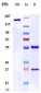 Anti-Endoglin / CD105 Reference Antibody (carotuximab)