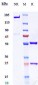 Anti-ERBB2 / HER2 / CD340 Reference Antibody (Trastuzumab duocarmazine)