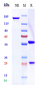 Anti-ERBB2 / HER2 / CD340 Reference Antibody (timigutuzumab)