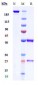 Anti-TLR2 / CD282 Reference Antibody (tomaralimab)