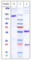 Anti-TCR Reference Antibody (TOL101)