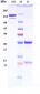 Anti-IL-13 Reference Antibody (lebrikizumab)