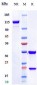 Anti-Tau Reference Antibody (tilavonemab)