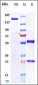 Anti-CD28 Reference Antibody (Theralizumab)