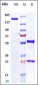 Anti-CD28 Reference Antibody (Theralizumab)