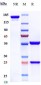 Anti-CD2 Reference Antibody (siplizumab)