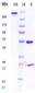 Anti-HGF / SF Reference Antibody (TAK-701)