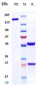 Anti-BTLA / CD272 Reference Antibody (Tifcemalimab)