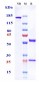 Anti-Tenascin C Reference Antibody (tenatumomab)