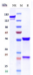 Anti-GDF8 / Myostatin Reference Antibody (apitegromab)