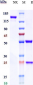 Anti-TNFRSF5 / CD40 Reference Antibody (sotigalimab)