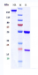 Anti-SLITRK6 Reference Antibody (Sirtratumab vedotin)