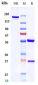 Anti-PCSK9 Reference Antibody (recaticimab)