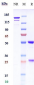 Anti-F11 / Factor XI Reference Antibody (abelacimab)