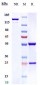 Anti-TNFRSF5 / CD40 Reference Antibody (Cifurtilimab)