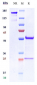 Anti-CDH11 / Cadherin-11 Reference Antibody (RG6125)
