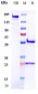 Anti-PDCD1 / PD-1 / CD279 Reference Antibody (finotonlimab)