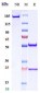 Anti-CD20 Reference Antibody (ripertamab)