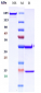 Anti-ERBB1 / EGFR / HER1 Reference Antibody (demupitamab)